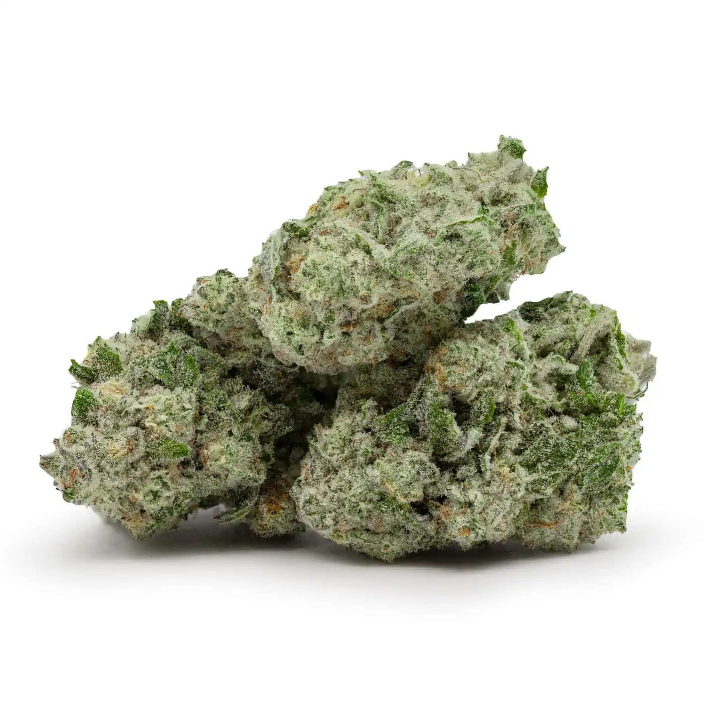 Great White Shark | Hybrid